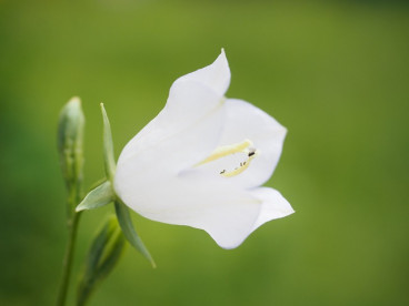 Campanula carp. Alba - Klokjesbloem