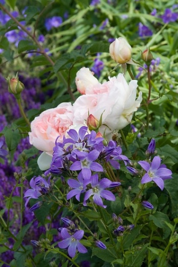 Campanula garganica - Klokje - 