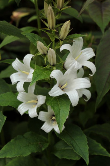 Campanula glomerata “Alba” - Kluwenklokje