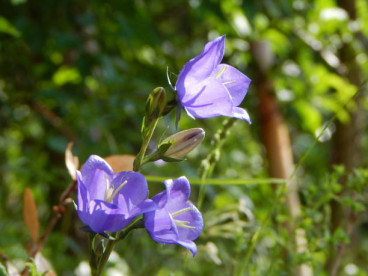 Campanula pers. 'Coerulea' - Klokje