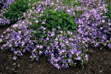 Campanula portenschlagiana - Klokjesbloem