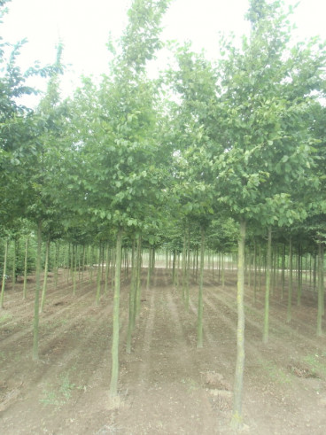 Onnauwkeurig Stroomopwaarts mei Bomen kopen - Boomkwekerij - Kwekerij Klein