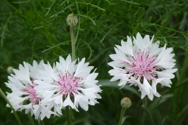 Catananche caerulea - Strobloem 