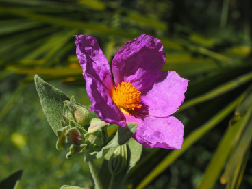 Cistus Silver Pink 