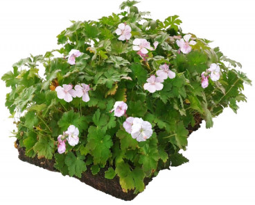 Geranium Biokovo - Ooievaarsbek - Plantmat Covergreen®