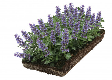 Nepeta - Kattenkruid - Plantmat Covergreen®