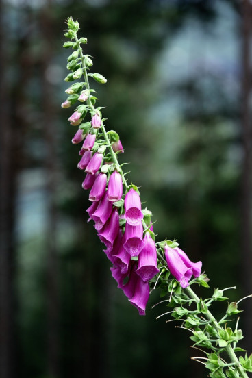 Digitalis purpurea - Vingerhoedskruid