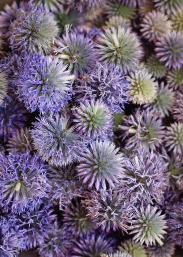 Echinops ritro - Kogeldistel