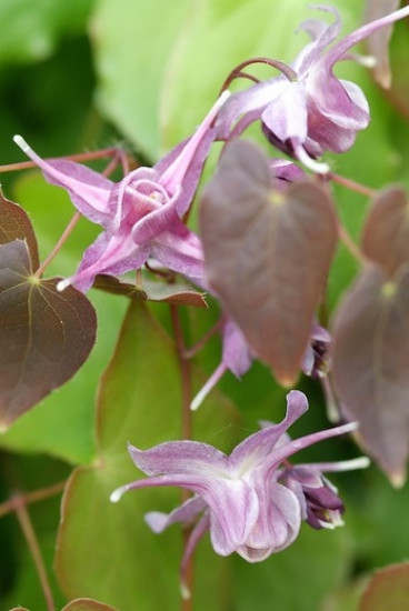 Epimedium gr. Lilafee - Elfenbloem