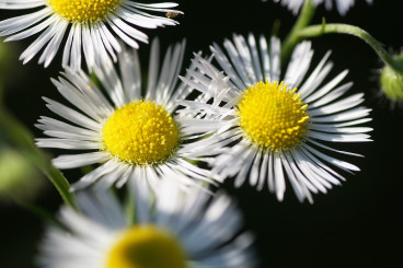 Erigeron karvinskianus - Fijnstraal