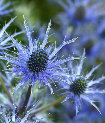 Eryngium zabelii Big Blue - Kruisdistel