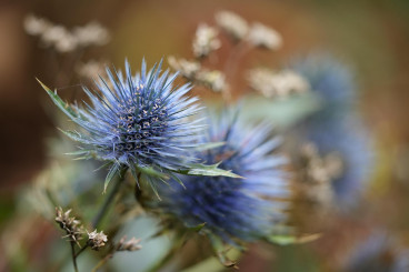 Eryngium planum - Kruisdistel