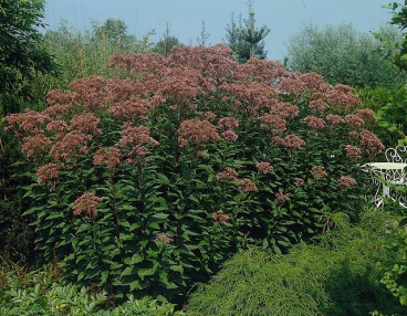 Eupatorium purpureum - Leverkruid