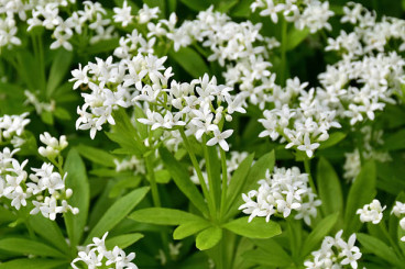 Galium odoratum -Lieve vrouwe bedstro