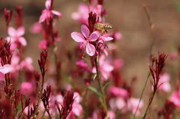 Gaura lind. Siskiyou Pink - Prachtkaars