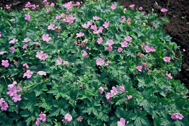 Geranium endressii - Ooievaarsbek - 