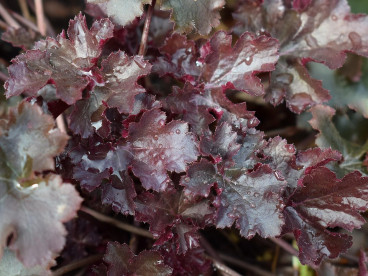 Heuchera Obsidian - Purperklokje