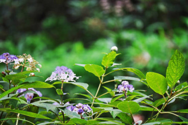 Hydrangea involucrata - Hortensia