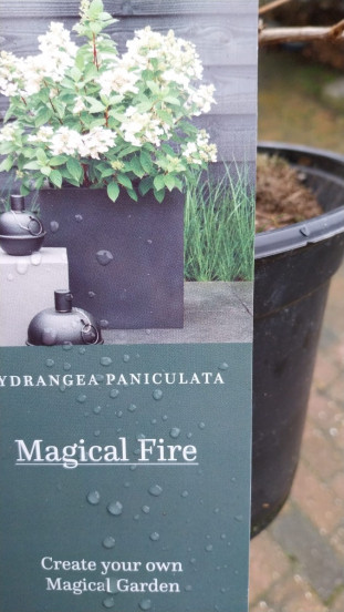 Hydrangea pan. Magical Fire - Pluimhortensia