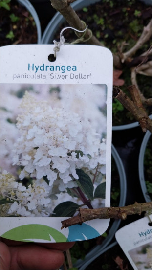 Hydrangea paniculata - Party Pluimhortensia 