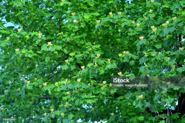 Liriodendron tulipifera - Tulpenboom