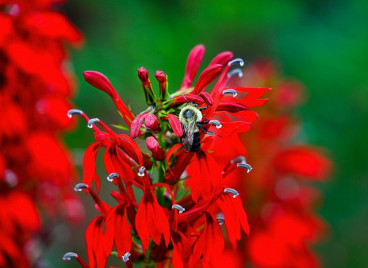 Lobelia Queen Victoria - Lobelia