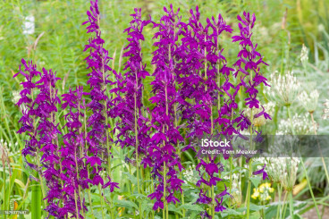 Lobelia Hadspen Purple - Prachtlobelia