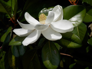 Magnolia grandiflora | Beverboom | Tulpenboom