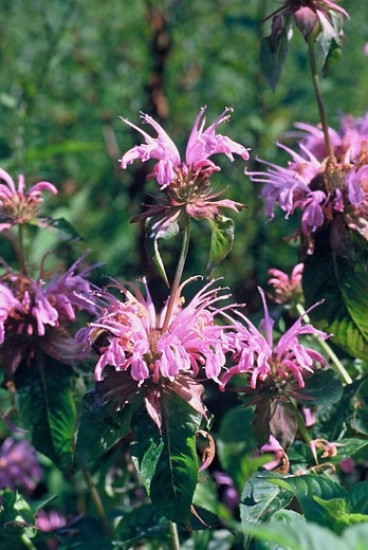 Monarda Croftway Pink - Bergamot -