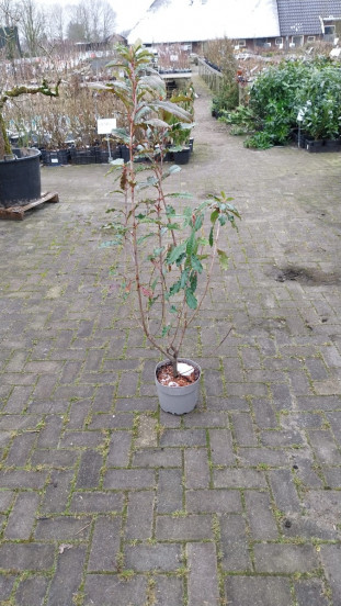 Photinia Crunchy - Partij Glansmispel