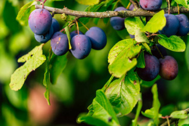 Prunus Wangenheimer Fruhzwetsche' - Pruimenboom