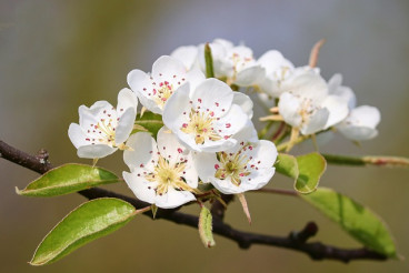 Pyrus communis - Wilde peer