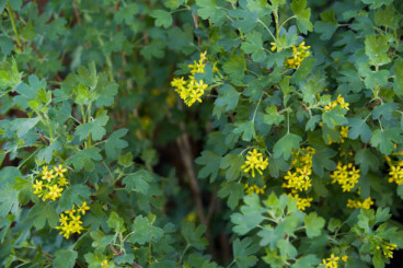 Ribes odoratum - Gele Ribes