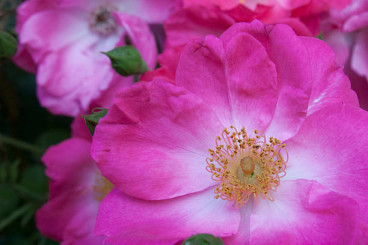 Rosa Pink Decumba - Bodembedekkende roos