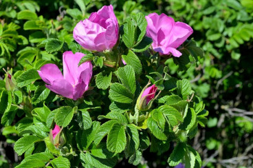 Rosa rugosa - Bottelroos