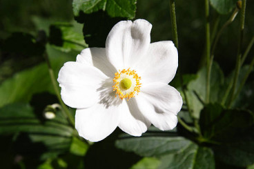 Rosa White Decumba - Bodembedekkende roos