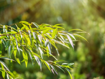 Salix fragilis | Kraakwilg