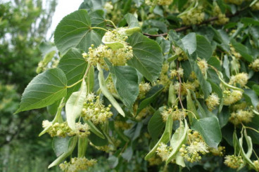 Tilia europea Pallida - Koningslinde