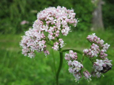 Valeriana offincinalis - Valeriaan