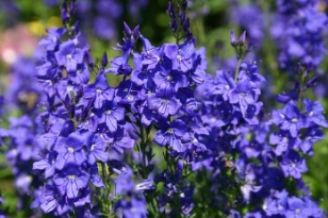 Veronica austriaca Royal Blue - Ereprijs