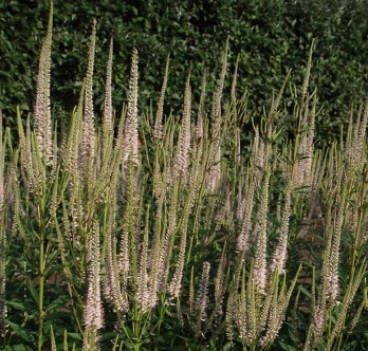 Veronicastrum virg. 'Roseum' - Ereprijs