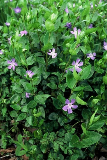 Vinca major - Grote Maagdenpalm