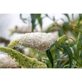 Buddleja White Ball Vlinderstruik Kwekerij Klein