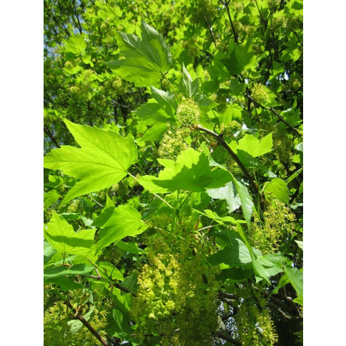 Acer pseudoplatanus | Gewone esdoorn