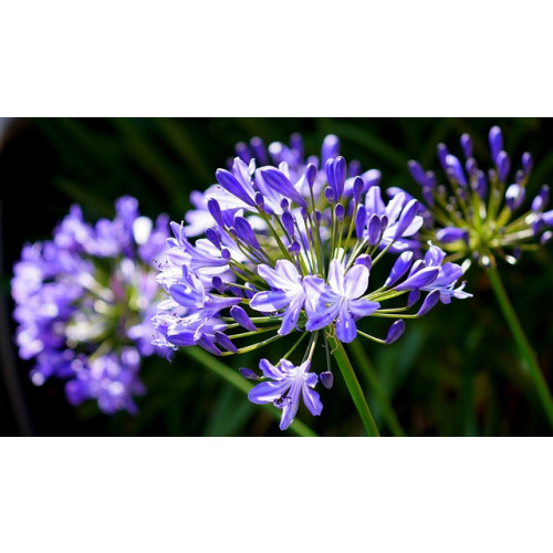 Agapanthus africanus - Afrikaanse lelie