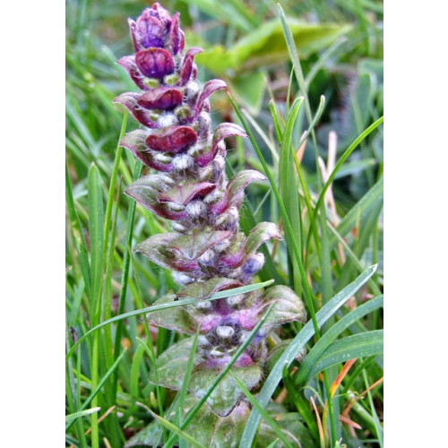 Ajuga reptans Alba - Kruipend Zenegroen