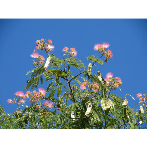 Albizia julibrissin - Perzische slaapboom