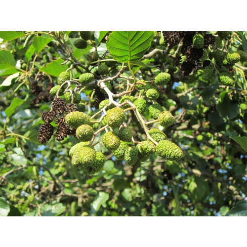 Alnus glutinosa - Zwarte Els