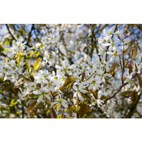 Amelanchier Ballerina - Krentenboom