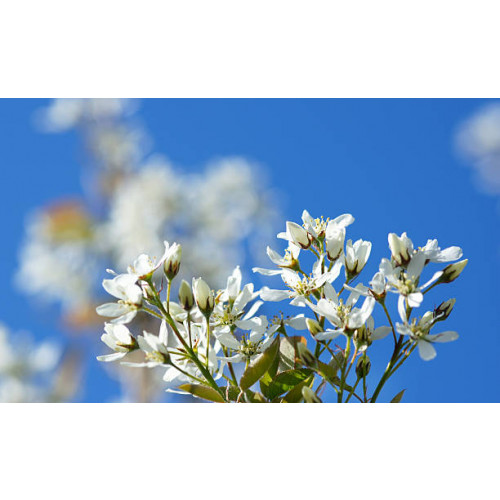 Amelanchier Robin Hill - Krentenboom